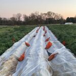 Late frost in the forecast, strawberries are covered
