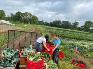 Anna (L) Melea (R) loading the trailer on harvest day