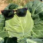 Head of cabbage enjoying a sunny day