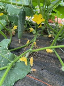 Cucumbers are coming!