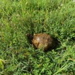 Nice little box turtle walking through the pasture