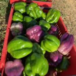First bell pepper harvest of 2021