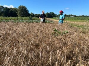 Don and Adam about to harvest the wheat we grew