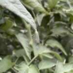 Lacy wing, a good bug in the tomatoes