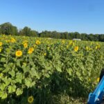 Sunflower cover crop