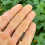 Small but formidable, the fall army worm