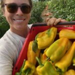 Josephine in the high tunnel showing the freshly picked peppers