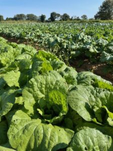 Napa cabbages, kale and other greens out in field.