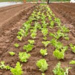 Transplanting more lettuces for fall
