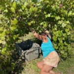 Guin busy picking muscadines, she really gets into her work