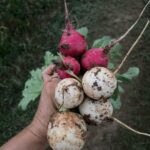 Red radishes and white Hakurei turnips