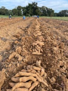 Digging up sweet potatoes