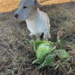 Dog shaming farm style, "I'm bad I harvest my own cabbage"