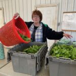 Connie, Randy's mom, packing arugula for market