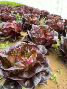 Lettuces waiting under cover to be harvested