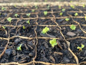 2022 greenhouse seeding has begun