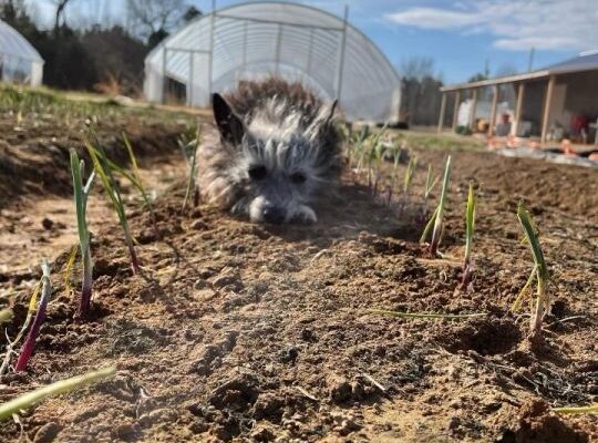 Planting Onions & Farm Update