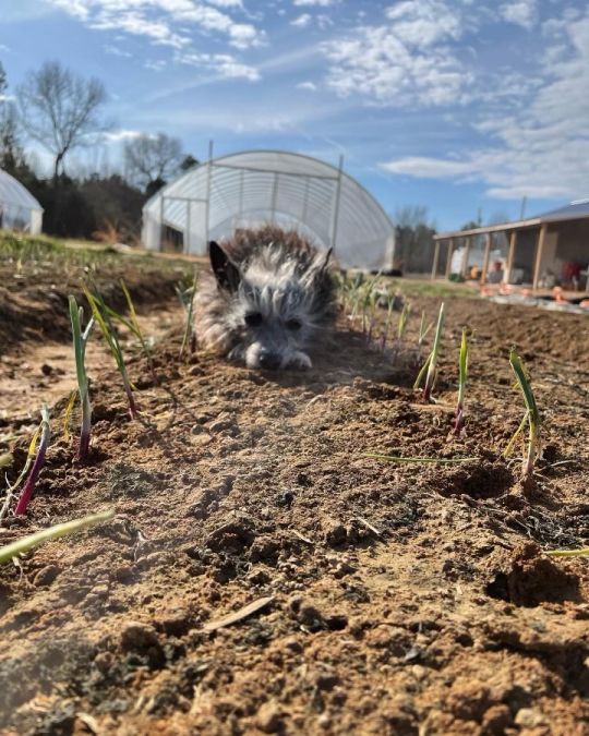 Planting Onions & Farm Update