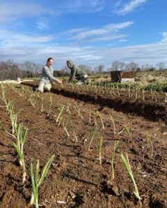 Melea and Skylar planting onion starts