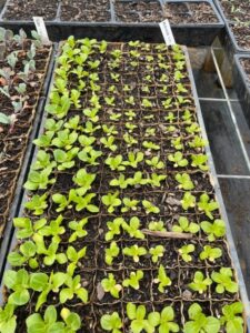 Lettuce starts in the greenhouse