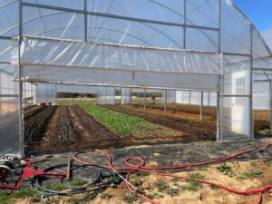 First growing beds in the new double high tunnel