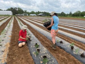 Skylar (L) and Melea (R) planting tomatoes in the field