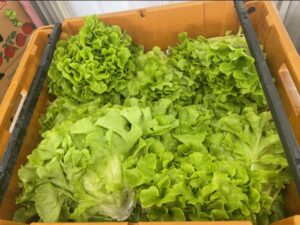 Head lettuces fresh out of the field