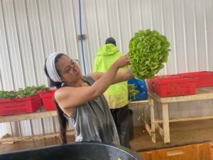 great big heads or kiribati lettuce are coming out of the field. Maria is pulling this one out of the rinse tank