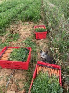 Georgia helping harvest carrots