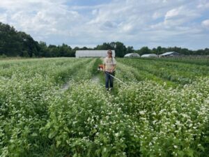 Josephine weed whacking the buckwheat down in-between squash beds
