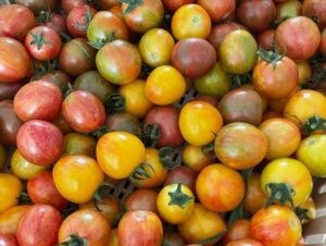 Multi colored Bumble Bee tomatoes