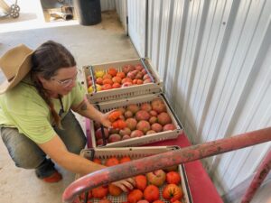 Josephine sorting tomatoes