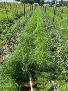 Living mulch, weed eating the teff grass we planted between tomato beds