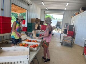 Skylar (L) and Melea (R) sorting and bagging tomatoes for CSA and market