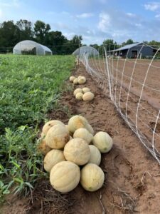 First round of cantaloupes harvested