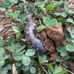 A salamander sighting