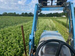 Mowing down the buckwheat cover crop