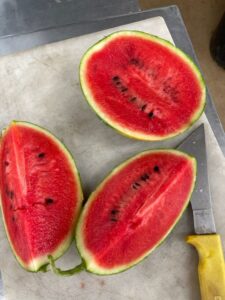 Cathy Bell watermelons, sweet and deep red