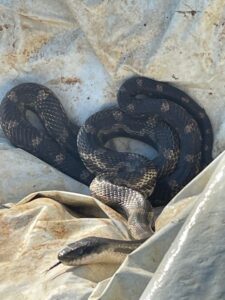 This big beautiful snake was hanging out in one of our tarps.
