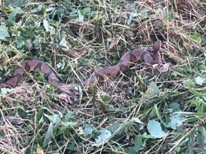 A nice sized Copperhead in the pasture