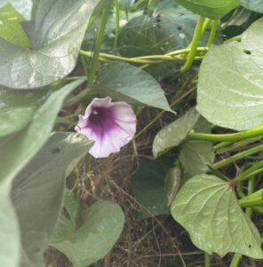 Pretty purple sweet potato flower
