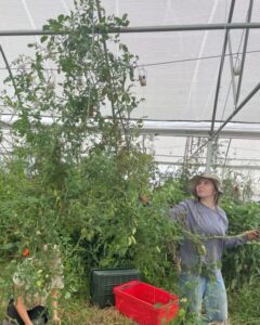 Anna is back! here she is pulling down tomatoes in the high tunnel