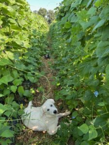 Love the dogs hanging out with us during bean harvesting
