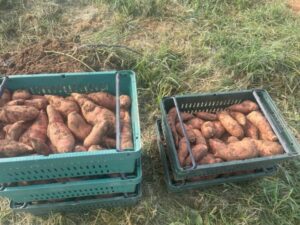 First sweet potatoes of 2022