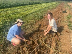 2022 sweet potato harvest has begun, Anna (L) and Skylar (R) harvesting sweet potatoes