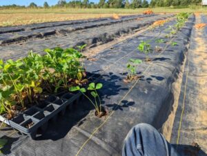 Strawberry planting season-pic by Mary