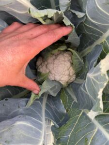 Looking into the cauliflower is like a glimpse into the future