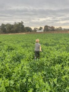 Cooper running through the winter cover crop.
