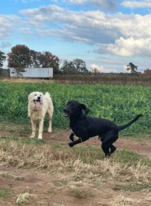 Happy dogs! Our two latest walk on's. Henry on the left has been with us about four months. Elvis, on the right, recently showed up and is looking for a new home