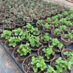 Growing herb starts for our spring plant sale